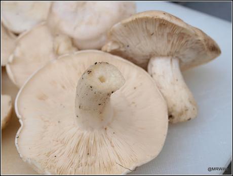 St.George's mushrooms.