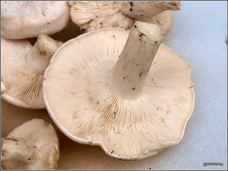 St.George's mushrooms.