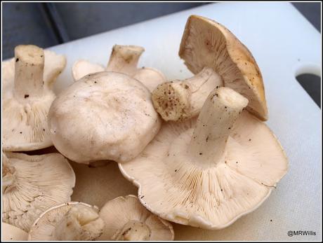 St.George's mushrooms.