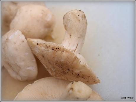 St.George's mushrooms.