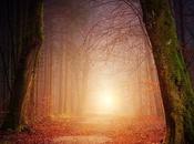 Amazing Benefits Forest Bathing