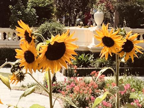 DAILY PHOTO: Sunflowers in Garden of Dreams