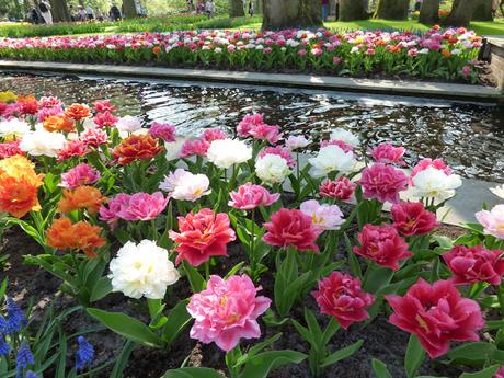 Visit Guide Keukenhof Tulip Gardens Amsterdam