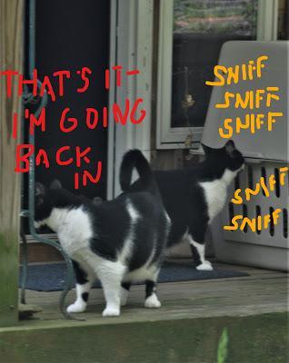 Angeline's Big Adventure