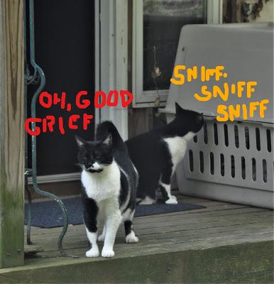 Angeline's Big Adventure