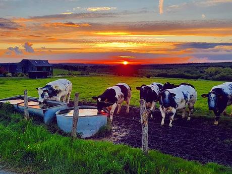 Another beautiful sunset in my village #sunset #benheinephotography #countryside #campagne #nature #cows #cow #farm #rochefort #lessive #eprave #soleil #sun #beauty #photo