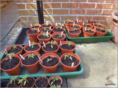 Potting-on tomato plants