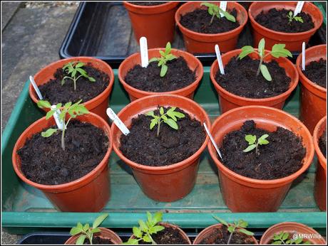 Potting-on tomato plants