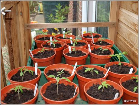 Potting-on tomato plants