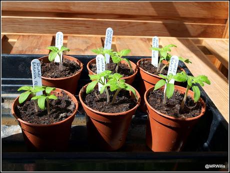 Potting-on tomato plants