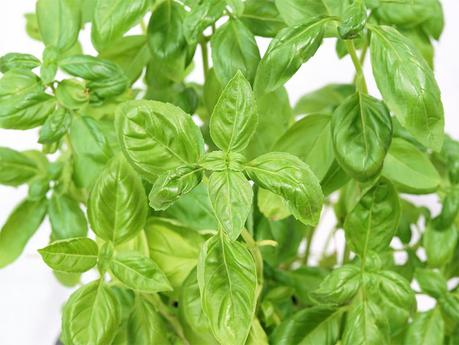best herbs for hydroponic gardening