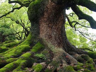 Old Trees Die Standing