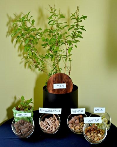 Event: Amway Launches Nutrilite Traditional Herbs Range