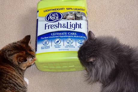 3 Tips On Getting Your Shelter Cat Acclimated To Their New Home