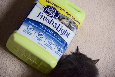 3 Tips On Getting Your Shelter Cat Acclimated To Their New Home