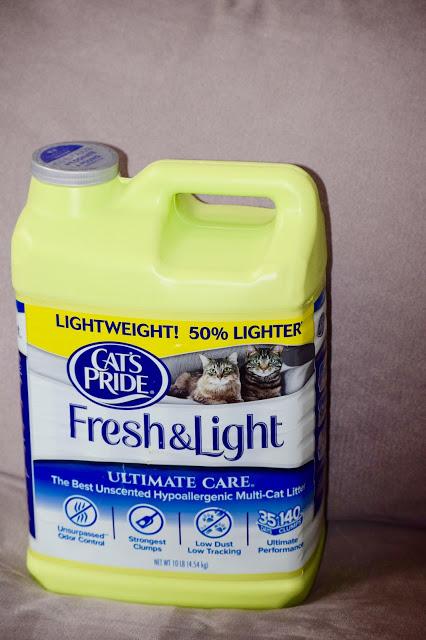 3 Tips On Getting Your Shelter Cat Acclimated To Their New Home