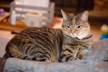 3 Tips On Getting Your Shelter Cat Acclimated To Their New Home