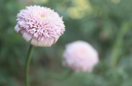 DAILY PHOTO: Scenes from Garden of Dreams, Kathmandu DAILY PHOTO: Scenes from Garden of Dreams, Kathmandu