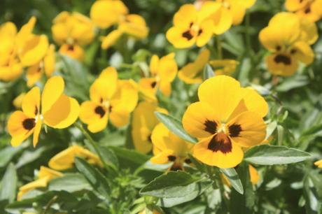 DAILY PHOTO: Scenes from Garden of Dreams, Kathmandu DAILY PHOTO: Scenes from Garden of Dreams, Kathmandu