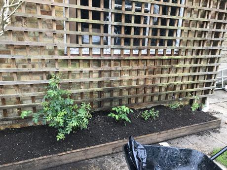 Restoring a Hampshire Garden – Chapter 3