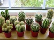 Today's Review: Indoor Cactus Trend