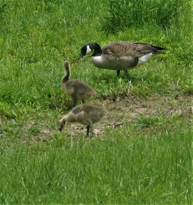 Mother Goose (and Father Too)