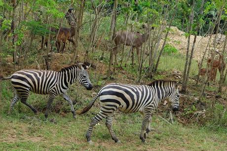 Cebu Safari and Adventure Park