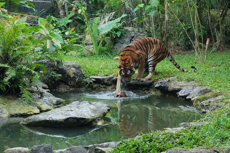 Cebu Safari and Adventure Park