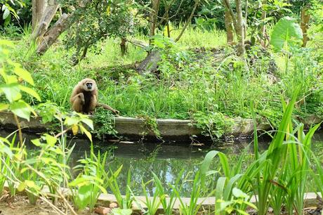 Cebu Safari and Adventure Park