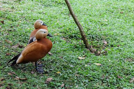 Cebu Safari and Adventure Park