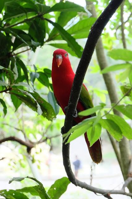 Cebu Safari and Adventure Park