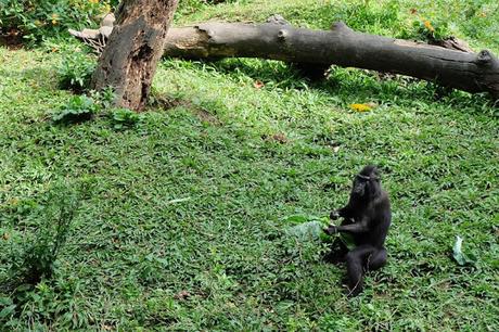 Cebu Safari and Adventure Park