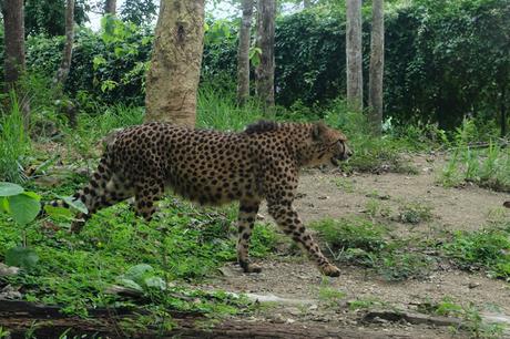 Cebu Safari and Adventure Park