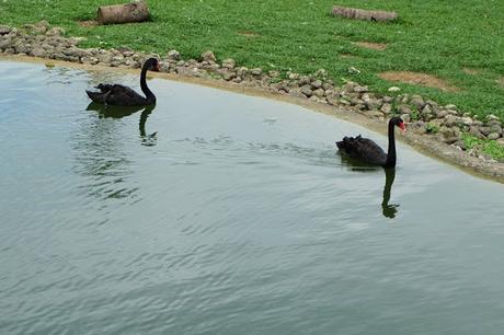 Cebu Safari and Adventure Park