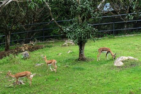 Cebu Safari and Adventure Park