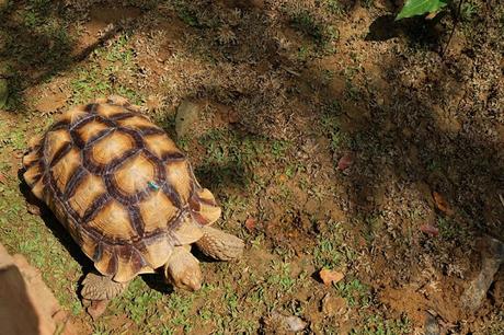 Cebu Safari and Adventure Park