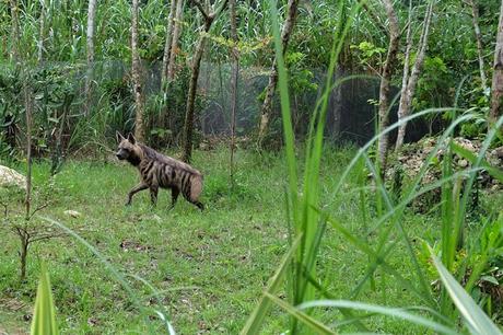 Cebu Safari and Adventure Park