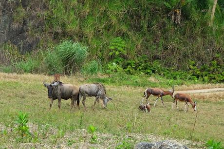 Cebu Safari and Adventure Park