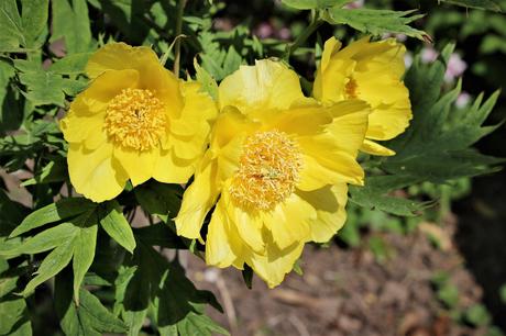 Unknown tree peony