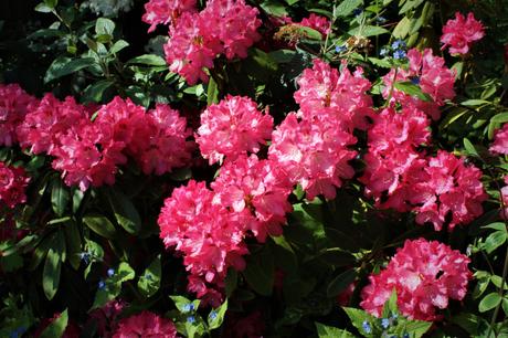 Rhododendron Yakushimanum 'Happy'