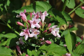 Deutzia