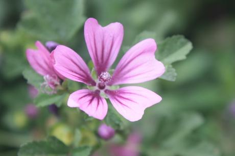 DAILY PHOTO: Purple Flower