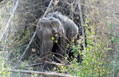 Elephants at Nagarhole