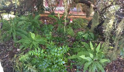 We have a fernery!