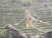 DAILY PHOTO: Terraces