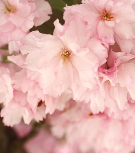 Cherry Blossoms, Sakura, Pink Cherry Blossoms, Cherry Blossoms New York, Floral Beauty