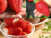 Germany’s Erdbeersaison 2018, Where Find Best Strawberry Seeds