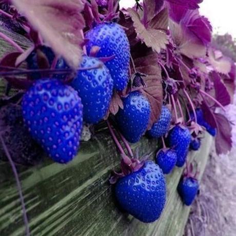 blue strawberry seeds erdbeersaison