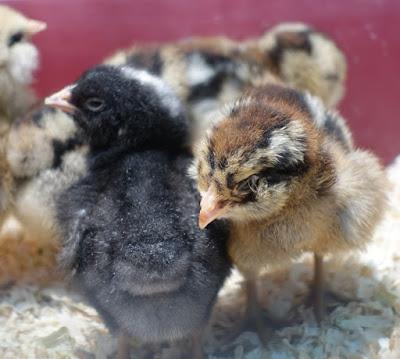 NEW CHICKS IN ROOM 6: A Classroom Visit