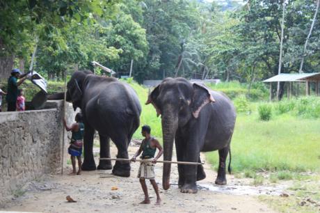 DAILY PHOTO: Asian Elephants, Sri Lanka